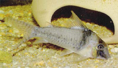 Corydoras sp. C61